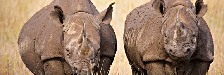 Ol Pejeta Conservancy to Lake Nakuru National Park