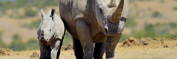Samburu National Reserve to Ol Pejeta Conservancy