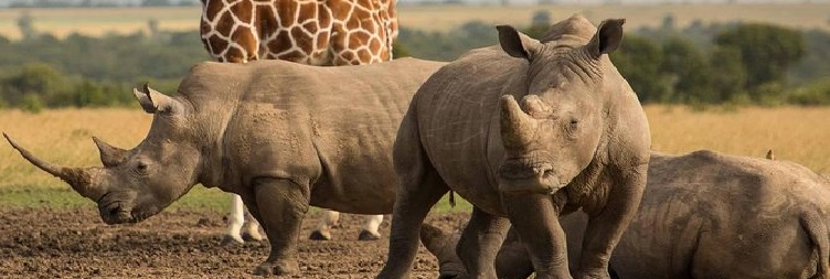 Ol Pejeta Conservancy to Lake Nakuru National Park