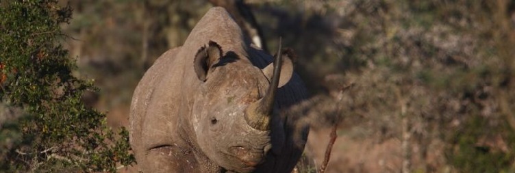 Full-Day Ol Pejeta Conservancy