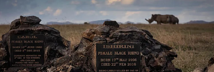Nairobi to Ol Pejeta Conservancy – Afternoon Game Drive