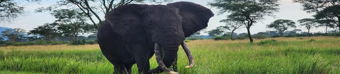 From Kampala, Uganda, Africa During AFCON 2027: 7-Day Private Mid-Range Chimpanzee and Gorilla Trekking Big Five Safari tour banner