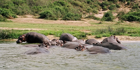 Queen Elizabeth National Park