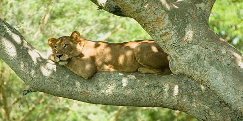 Excursió privada de 4 dies amb goril·les i safari de vida salvatge de rang mitjà des d'Entebe a Uganda (2026 - 2027)