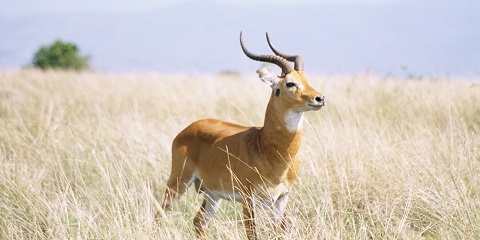 Safari de luxo privado de 4 días de gorilas de Bwindi desde Kampala en Uganda (2026 - 2027)