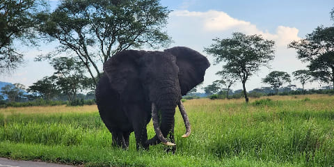 8 Days Private Big 5, Primates Budget Safari iz Entebea u Ugandi (2026. - 2027.)