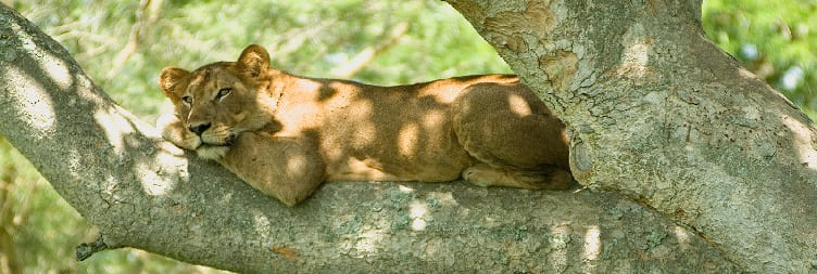 Tree-Climbing Lions & Transfer to Queen Elizabeth National Park