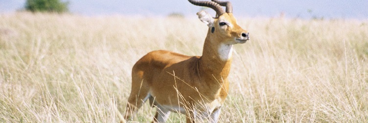 Ishasha Sector & Queen Elizabeth NP