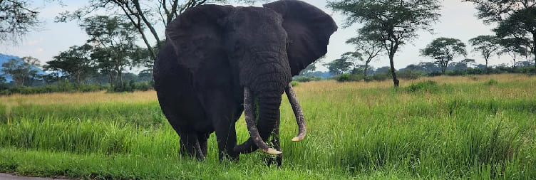 Ishasha Sector & Queen Elizabeth NP