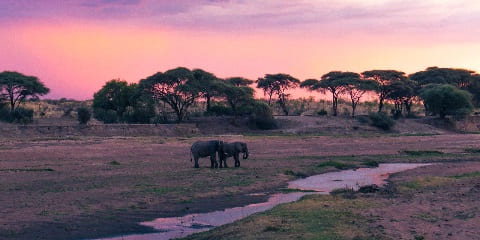 جنوبی تنزانیہ میں ڈار ایس سلام سے ایس جی آر ٹرین کے ذریعہ 10 دن نجی وسط رینج سفاری (2026 - 2027)