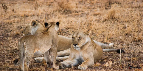 Tanzanya'daki Dar Es Salaam'dan 6 Günlük Özel Nyerere, Mikumi ve Ruaha Orta Sınıf Safari (2026 - 2027)