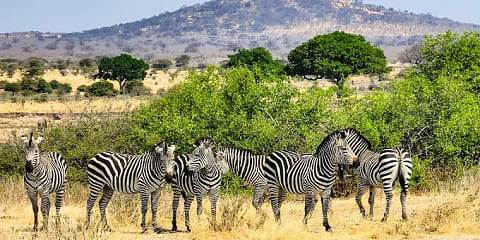 Safari Terbang Masuk Persendirian 1 Hari dari Stone Town ke Taman Negara Ruaha, Tanzania (2026 - 2027)