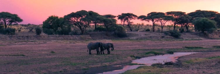 Full Day Game Drive Safari in Ruaha National Park