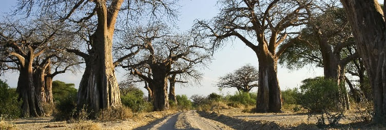 Iringa – Ruaha National Park