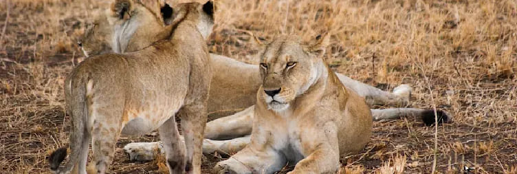 Full Day Game Drive in Ruaha National Park