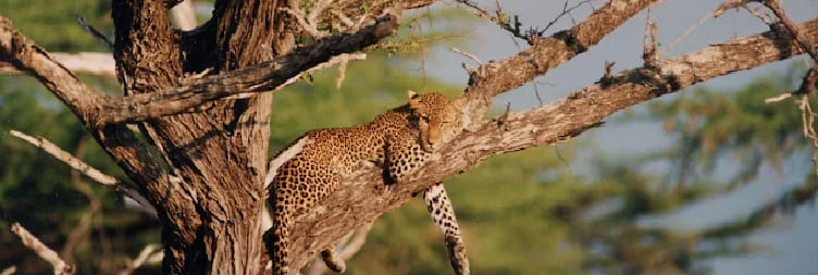 Full Day Guided Game Drive in Ruaha National Park