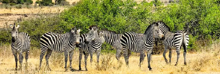 Return to Dar es Salaam via Morogoro by Train