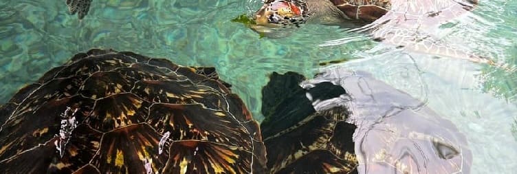 ים טורטלע סנאָרקעלינג רייַזע אין Salaam קאַוועס אין פּינגווע