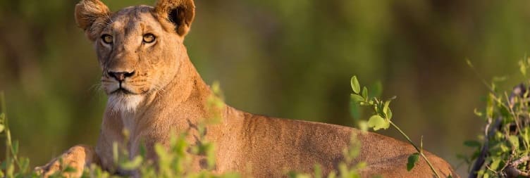 Full Day Safari in Samburu National Reserve