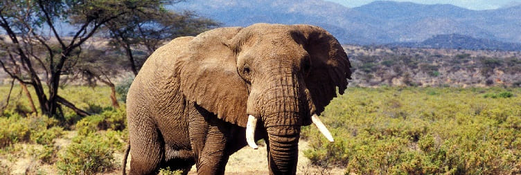 Nairobi to Samburu National Reserve