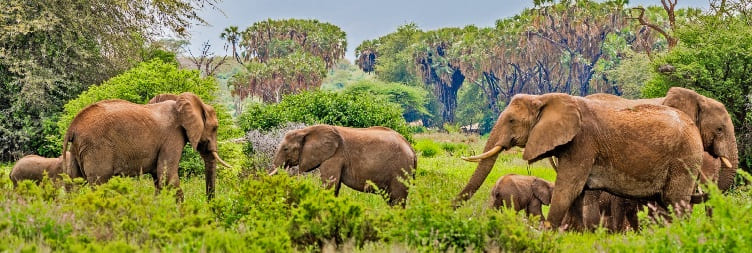 Samburu National Reserve to Marsabit National Park
