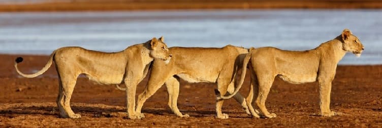 Nairobi to Samburu National Reserve