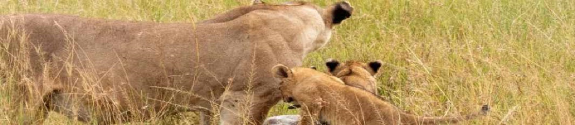 14 Days Private Mid-Range Kenya & Tanzania Safari Featuring the Great Wildebeest Migration safari banner