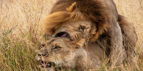 Safari de migration privé de luxe de 6 jours dans le sud du Serengeti (saison de vêlage) en Tanzanie