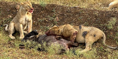 9 ມື້ສ່ວນຕົວ Luxury North Serengeti Great Migration Safari – Mara River Crossing, Tanzania