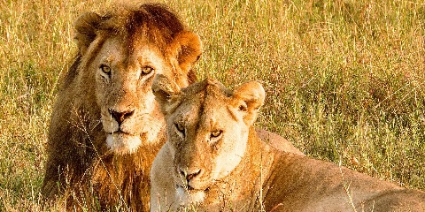 Safari de migración de luxo privado de 8 días ao Serengeti - Cruce do río Grumeti (Serengeti occidental)