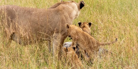 1-Day Mikumi National Park Safari by Sgr Train from Dodoma