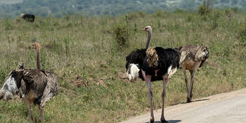 4-dagen safari fan Seronera Airstrip yn Serengeti mei ferbliuw by Melia Serengeti Lodge yn Tanzania