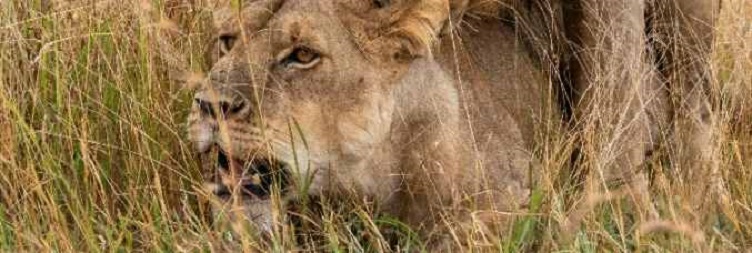 Arusha to Central Serengeti National Park