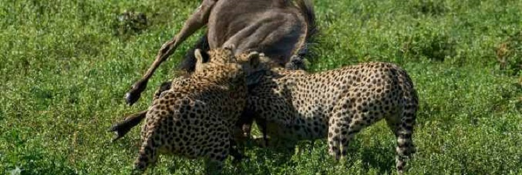 Central Serengeti National Park προς North Serengeti National Park (Kogatende)