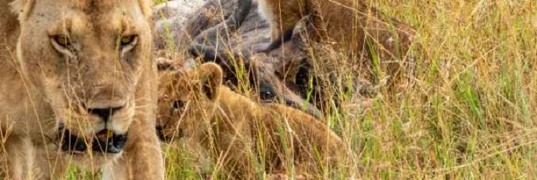 Ολοήμερο παιχνίδι Drive Safari στο Central Serengeti National Park