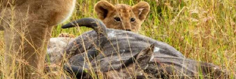 Central Serengeti National Park to North Serengeti National Park (Kogatende)