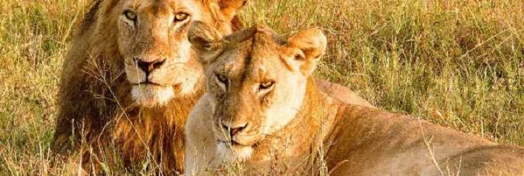 Central Serengeti အမျိုးသားဥယျာဉ်မှ North Serengeti (Kogatende) မြစ်ကိုဖြတ်ကူးသည်။