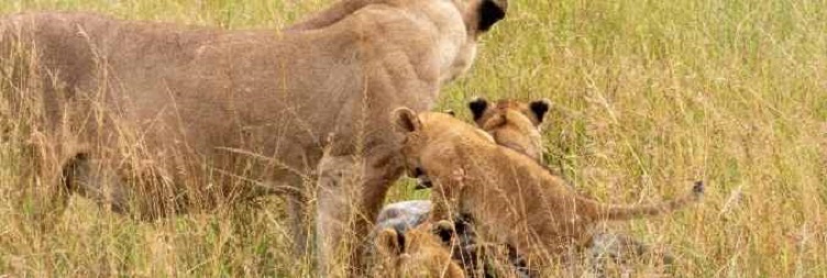 Arusha – Central Serengeti National Park