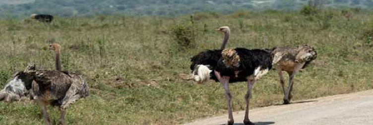 Central Serengeti National Park to North Serengeti (Kogatende)
