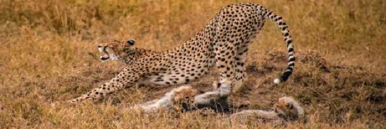 Central Serengeti to Ngorongoro Crater