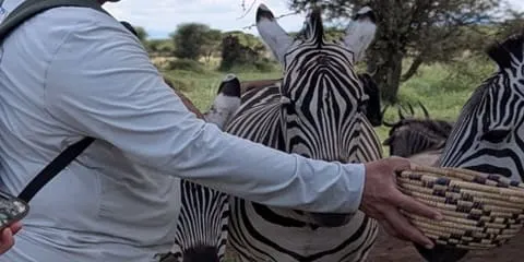 2-Day Serval Wildlife Luxury Lodge, Sanctuary Experience & Ngorongoro Safari from Dar Es Salaam