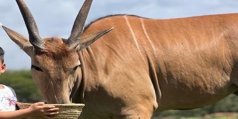 ޓެންޒޭނިއާގެ މޮޝީ އިން 2 ދުވަހުގެ ޕްރައިވެޓް ލަގްޒަރީ ސާވާލް ވައިލްޑްލައިފް ސަފާރީ (2026 - 2027)