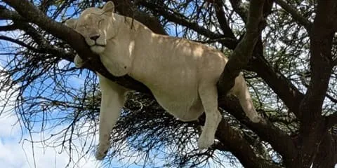 2-Day Private Serval Wildlife Sanctuary & Luxury Lodge Overnight Experience from Kilimanjaro Airport