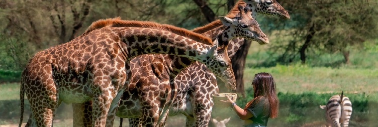 Full Day at Serval Wildlife Sanctuary