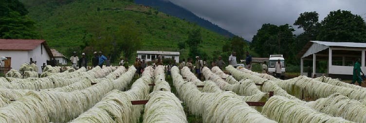 Tanga Town to Sisal Plantation & Processing Factory to Moshi