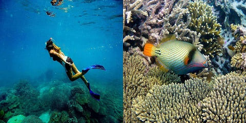Half-Day Private Snorkeling Tour from Pwani Mchangani in Zanzibar (2026 - 2027)