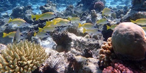 Bwejuu၊ Zanzibar (2026 - 2027) ရှိ သီးသန့် Snorkeling ခရီးစဉ်