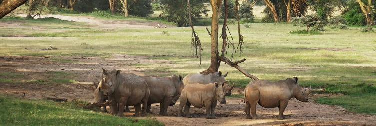 Full-day Game Drive in Solio Ranch