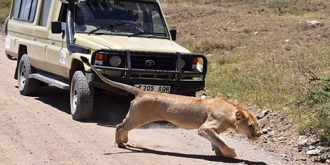 Safari tầm trung nhóm 4 ngày từ Moshi ở Tanzania (2026 - 2027)