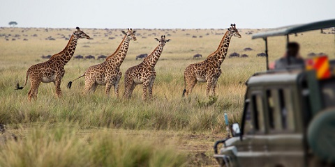 2-Day Tarangire & Ngorongoro Crater Mid-Range Safari from Moshi